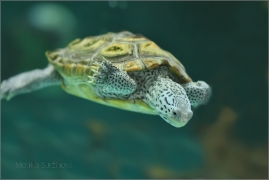 <p>ŽELVA DIAMANTOVÁ (Malaclemys terrapin) motýlí dům Jonsdorf, Německo</p>